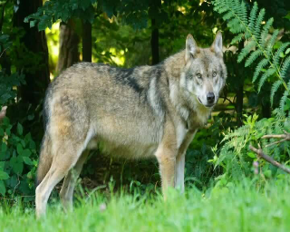 Un lupo è morto investito alle porte di Cuneo